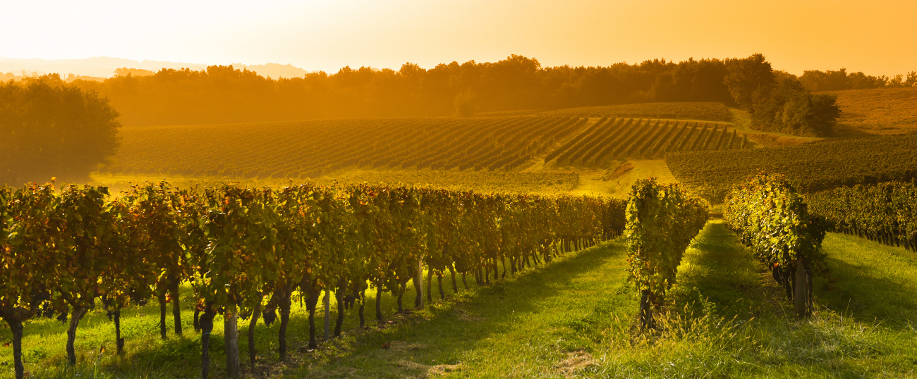 Les vignobles de Bordeaux