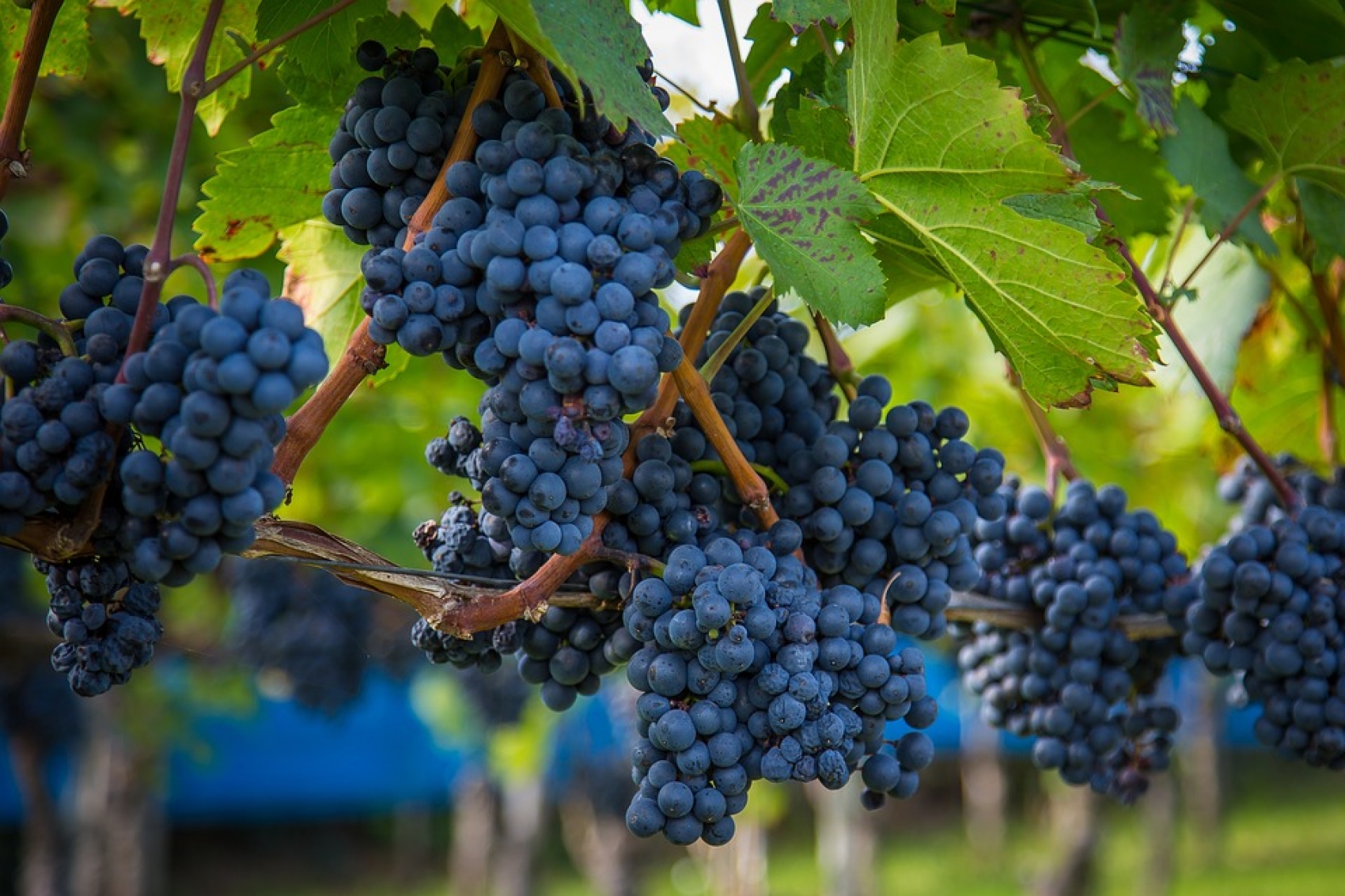 Vendanges à Dénezé-sous-Doué