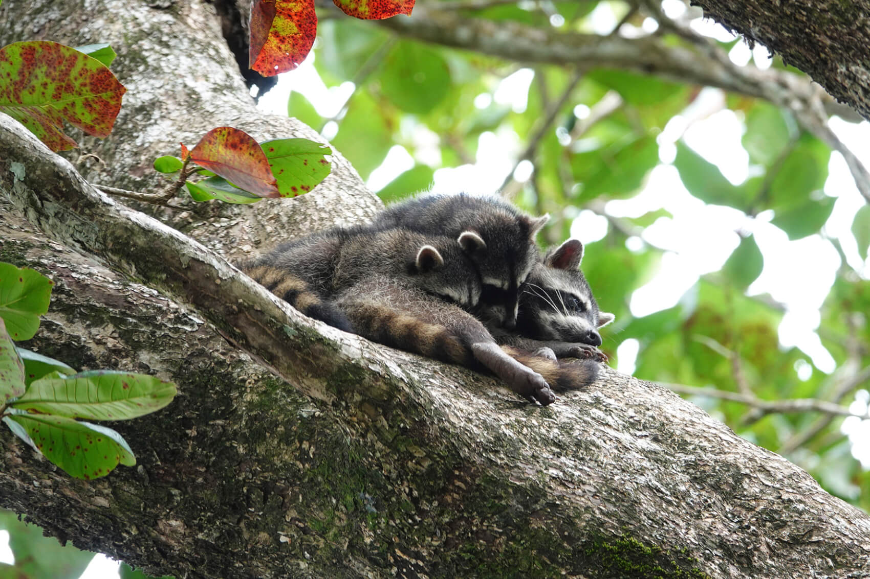 Costa Rica