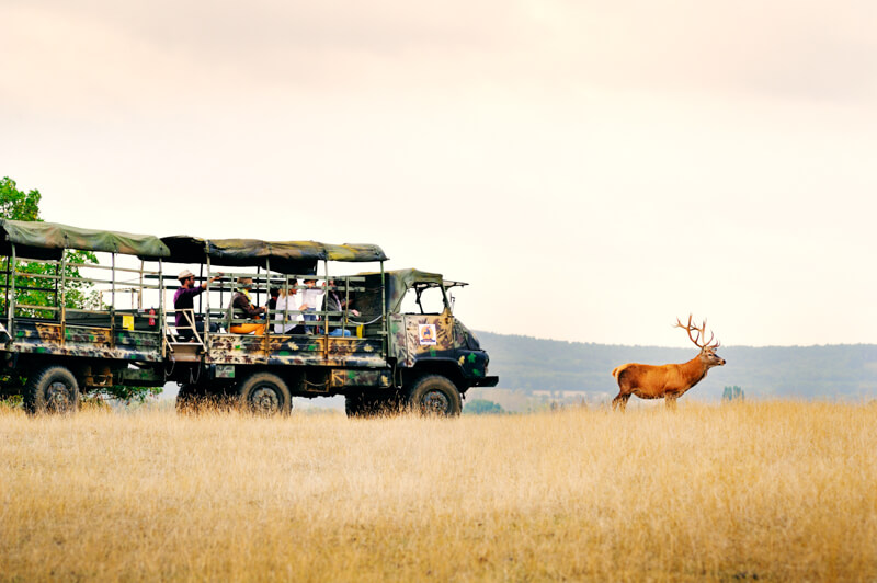 Safari-Découverte du cerf en camion 4X4