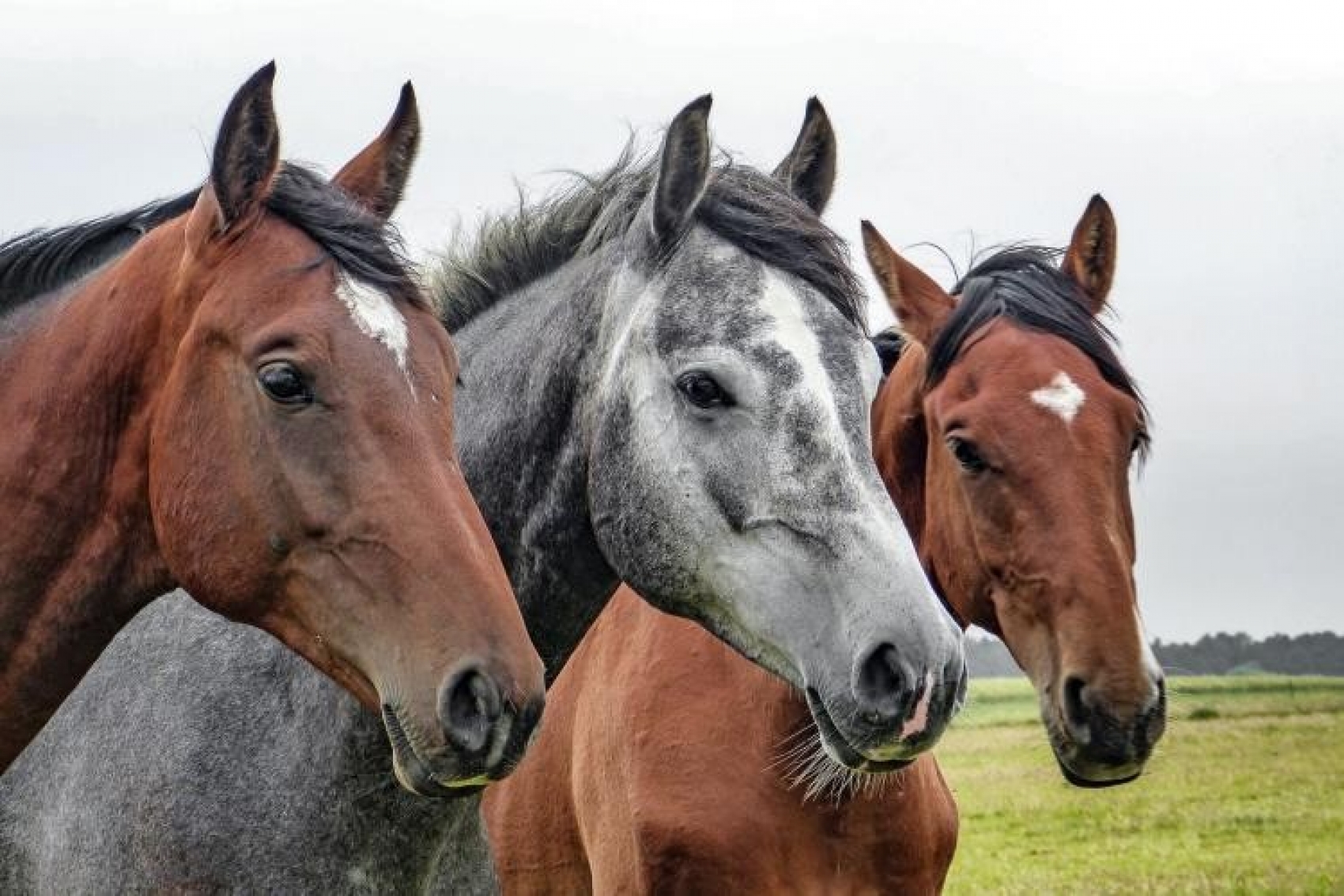 Salon Du Cheval A Villepinte Ou Journee Libre A Paris Visite